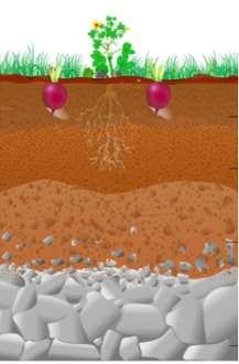3-5 SCIENCE Soil Layers Humus Topsoil Subsoil Soil