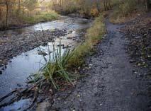EROSION Seeps Rare black ash seeps create muddy conditions along portions of the creek s