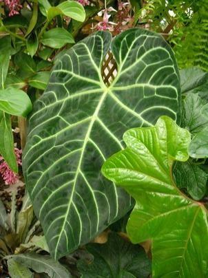 THE TROPICAL FERN & EXOTIC PLANT SOCIETY ANNUAL SHOW & SALE May 26 & 27, 2018 9:30am
