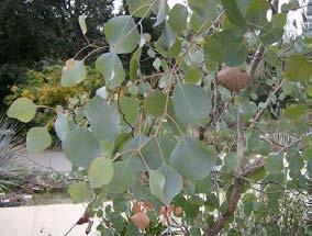 Tree Primary Eucalyptus