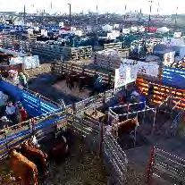 COMMON THREAD Livestock Converge: Stockyards, National Western Stock Show, animal husbandry, breeding, meat packing and processing, transporting livestock on rail