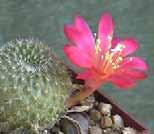 Cactus of the Month Rebutia Rebutia is a genus in the family Cactaceae, native to Bolivia and Argentina.