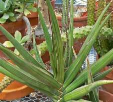 fungicide such as Funginex. Prevention is much easier. Bright light, and moving air prevent most rusts. Sansevieria propagation is remarkably easy.