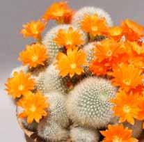 A very large number of plants that have been treated in cultivation as species of Rebutia are now generally regarded as varieties, forms or synonyms of a much smaller