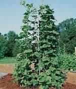 Pole beans can climb wooden supports easily because of the texture, either sawed-out or poles harvested from thickets. A 7' bean stick is long enough to drive one foot into the ground if needed.