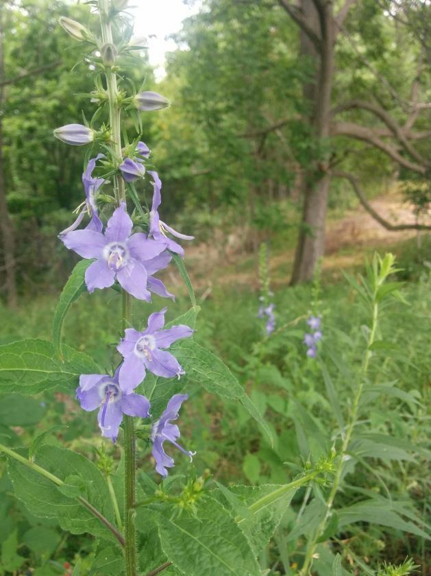 UPCOMING EVENTS FEATURED FLORA ETHNOBOTANY WORKSHOP Date: Saturday, August 6 Time: 9-11 AM Location: EFO (1488 RT-444, Victor) Join the Conservation Team s Whitney Carleton- DeGeorge, site