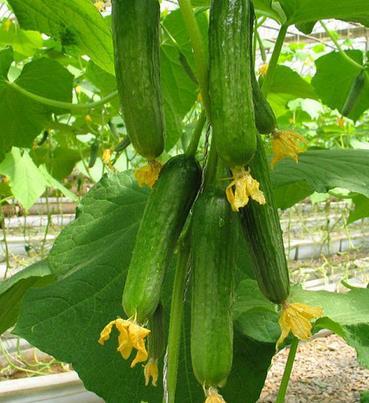 Okra Cucumbers Herbs such