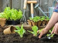 Planting Tips Dig a hole, then fill with water Plant to the depth of the growth point Break open root balls Water well until a good root system is