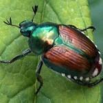 Pests Japanese Beetles attack over 300 kinds of plants Partial to eggplant Pheromone traps do not work