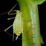 Pests Aphids Can affect many kinds of vegetables Like tender growth Can increase quickly!