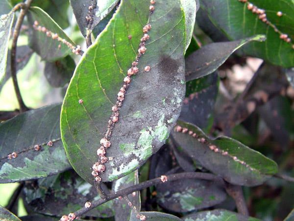 com/pest/rust-plant-disease Etobicoke