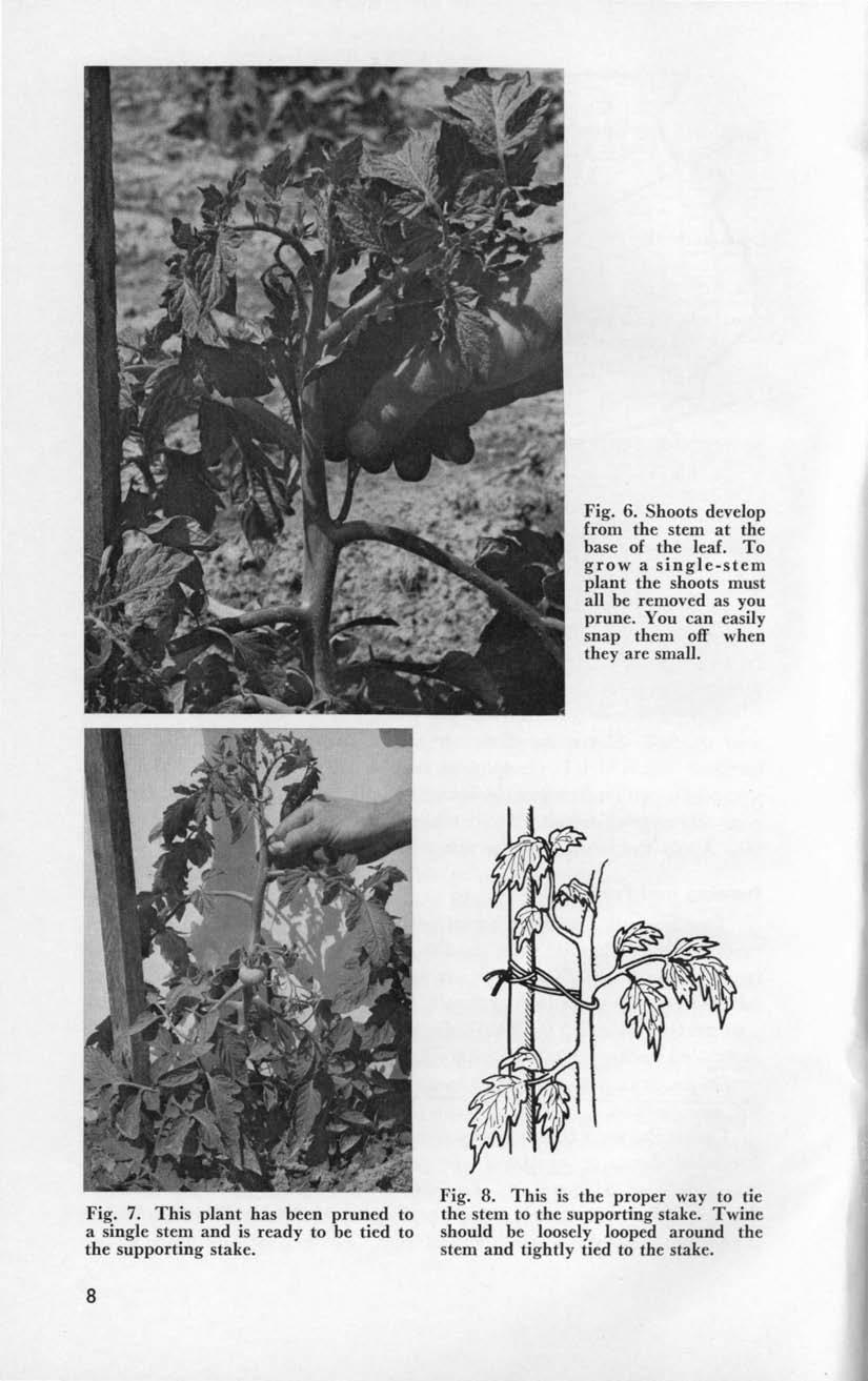 Fig. 6. Shoots develop from the stem at the base of the leaf. To grow a single-stem plant the shoots must all be removed as you prune. You can easily snap them off when they are small. Fig. 7.