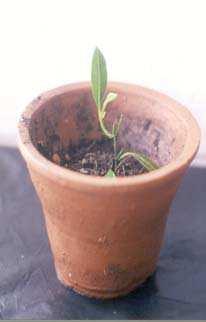 Thereafter, the clumps of shoots produced were divided into single shoots and then periodically sub-cultured at 5 wk-intervals (3 times) in the same media type to obtain high multiplication rates.