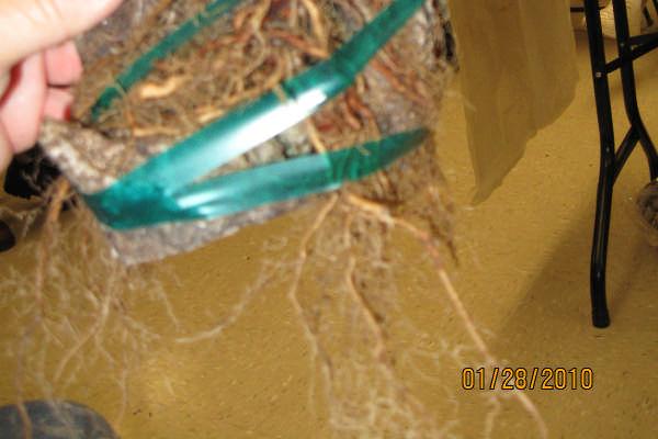 The shortened roots will take several years to grow out from under the rock,