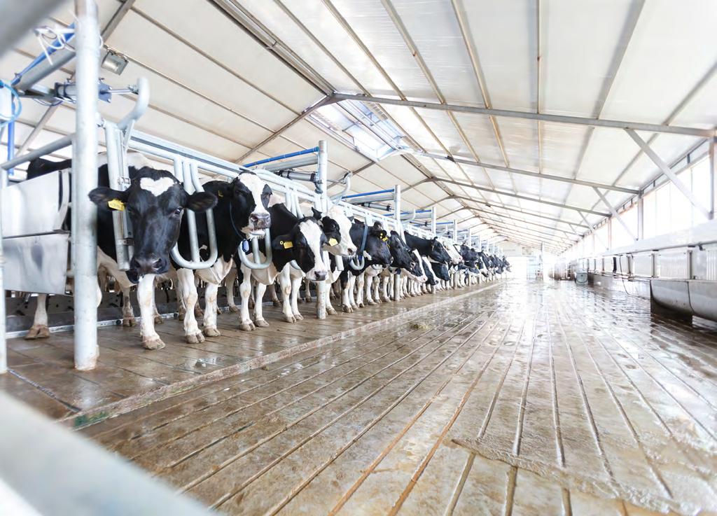 At DeLaval, we help you achieve fast throughput by ensuring cow traffic runs smoothly, milking equipment performs optimally, and that milking is fast