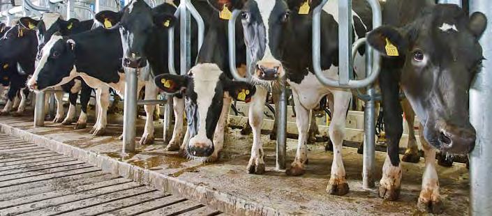 With DeLaval parallel parlors you will achieve: Faster throughput Operator friendliness Optimal cow comfort Integrated automation When you invest in a
