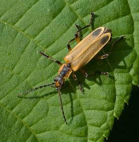 Soldier beetle larvae feed on insect eggs, small caterpillars, fly larvae (maggots) and other soft-bodied insects.