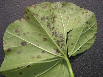 Spots often start on leaf edges No fruiting bodies present Concentric rings rarely form except with Erwinia soft rot on leaves The most common foliar pathogens are Pseudomonas and Xanthomonas.