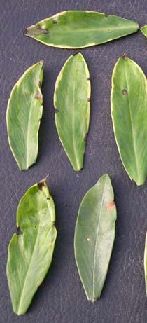 It is a real challenge at times to decide which of the many bacteria that can be present in dead spots on leaves is actually capable of causing the disease.