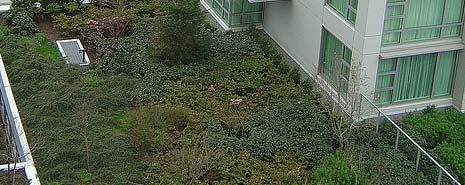 Green roofs, provide many benefits to Building owners considering i a green the public and building owners.