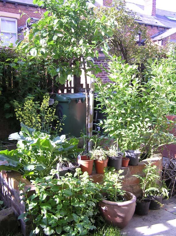 Small example: my back garden Tiny backyard (6x8m) Plum and apple trees Redcurrants and jostaberries Perennial kale,