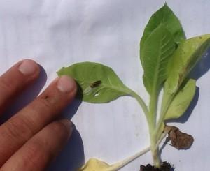 Black Cutworm Splitworm damage is relatively easy to diagnose if you see larvae present nothing else in tobacco looks like their leaf-mining feeding injury.