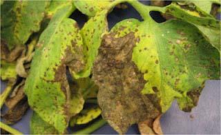 North Carolina Pest News, April 27, 2012 Page 7 Septoria foliar symptoms. Photo: E. C. Lookabaugh.