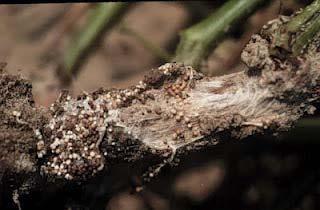 Over time, tiny round tan to brown sclerotia are formed on soil and infected plants. These sclerotia can survive in the soil for MANY years.