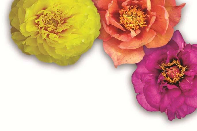 the world leader in peony micropropagation 2012 STAGE 3 PEONY CATALOGUE Planteck continues to expand the list of