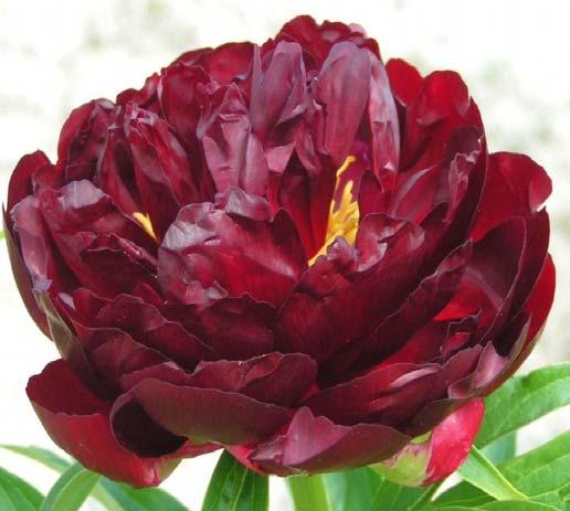 NEW ARRIVALS IN 2012 SIMPLY RED 3 This beautiful deep red variety was previously only known as red double seedling.