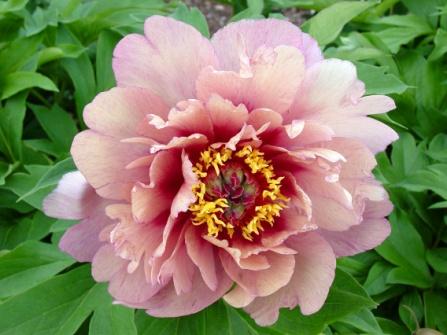 CALLIE S MEMORY These are lovely, semi-double blooms in a creamy yellow with maroon