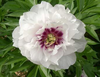 CORA LOUISE 5 Large, white semi-double blooms with deep lavender to purple flares are reminiscent of Paeonia