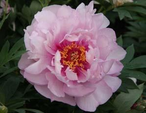 Along with a pleasant fragrance, this is an appealing flower for the garden or the vase.