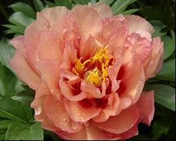 JULIA ROSE Single to semi-double blooms which open cherry red on to orange and later yellow as the flowers