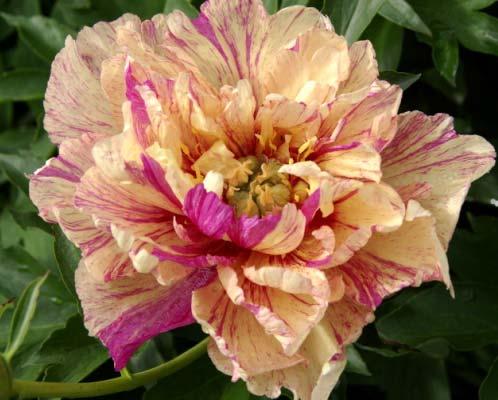 striping. This vigorous plant is an early bloomer and very floriferous.