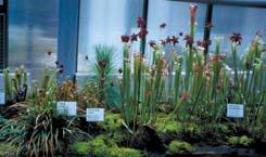 AIMS OF THE LECTURE To elucidate the principal characteristics of mineral nutrient cycling in carnivorous plants (CPs) from an ecophysiological point of view: what is the relative importance of