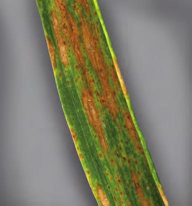 Foliar diseases Tan spot Tan spot Pyrenophora (Drechslera) tritici-repentis Rain splash moves conidia up plant causing re-infection Typical eyeshaped leaf spotting symptoms occur At end of season