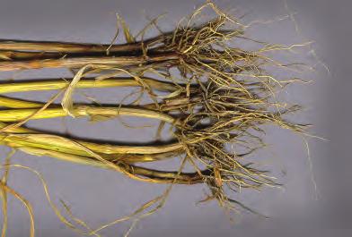 Root diseases Take-all Take-all Gaeumannomyces graminis var. tritici Take-all can infect plants at a low level without causing obvious symptoms.