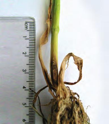Stem-base diseases Eyespot Stem-base diseases can be difficult to distinguish, particularly early in the season when treatment decisions are made.