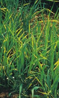 Virus diseases Barley yellow dwarf virus (BYDV) In wheat, infections cause leaf yellowing and stunting, initially confined to single plants scattered randomly in a field.