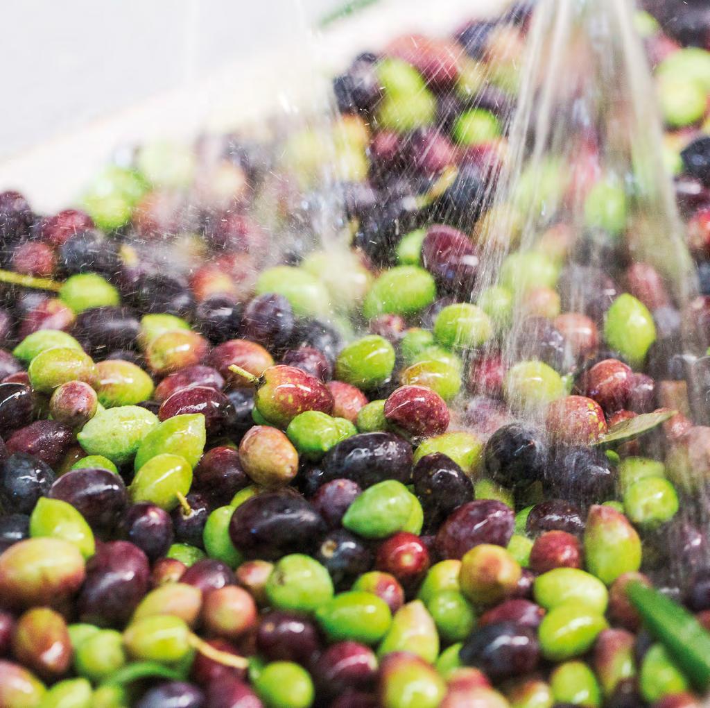 Leaf removal and washing The first step in the olive processing cycle for olive oil and by-products involves removing the leaves and washing the olives.