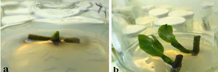 200 Balilashaki et al. Fig. 1. Plant regeneration from nodal explants.