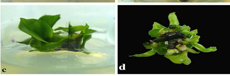 proliferated PLBs and cluster of vegetative regenerates emerging from nodal explant, (e) rooted shoots in half strength of MS containing NAA (left) and IAA (right), (f)