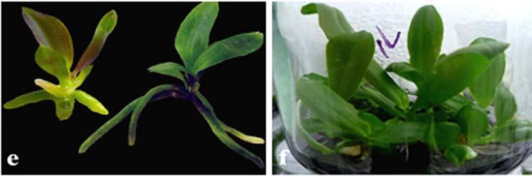 2002). Tanaka and Sakanishi (1980) have used BA (10 mg/l) and NAA (1 mg/l) for regeneration of PLBs from the leaf explants and they were able to induce an average 3.