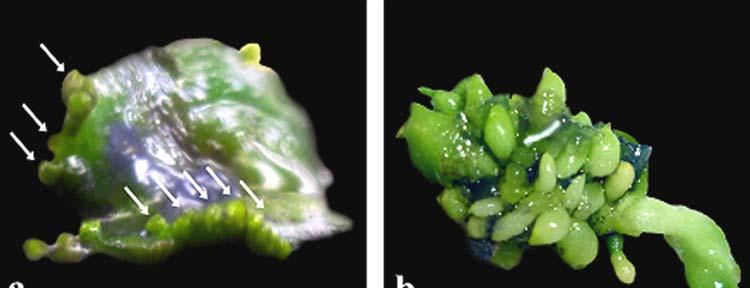 In vitro Direct Regeneration from Node and Leaf 201 Fig. 2. Plant regeneration through direct somatic embryogenesis from leaf explants of Phalaenopsis cv. Surabaya.