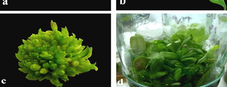 (b) embryos further enlarged and formed PLBs, (c) proliferated PLBs clump showing leafy shoots and newly formed PLBs, (d) regenerated plants ready for acclimatization. Table 4.