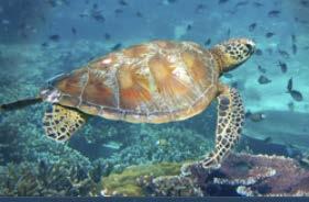 Sea Turtles lighting