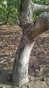 Drought Effect on Tree Disease Drought and salt stress can also lead to disease, but in many cases once the problem has been dealt with the disease symptoms slowly disappear.