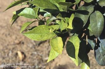 out of hand. Mite damage on leaves is often noted in well irrigated orchards along dusty picking rows Citrus red mite leaf damage.