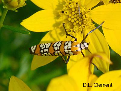 Ailanthus webworm moth: hosts are Ailanthus, and
